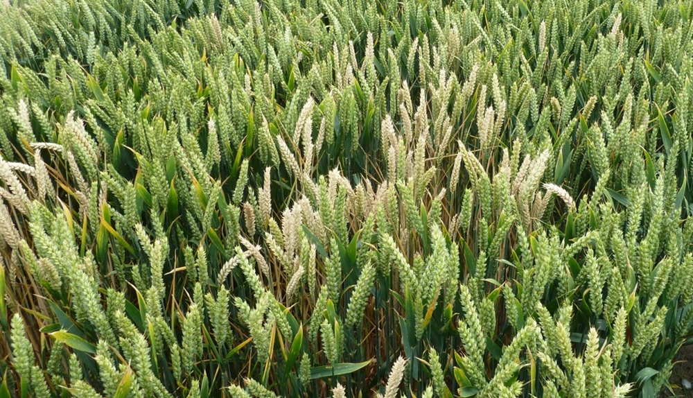 A patch of bleached wheat ears caused by the take-all fungus.